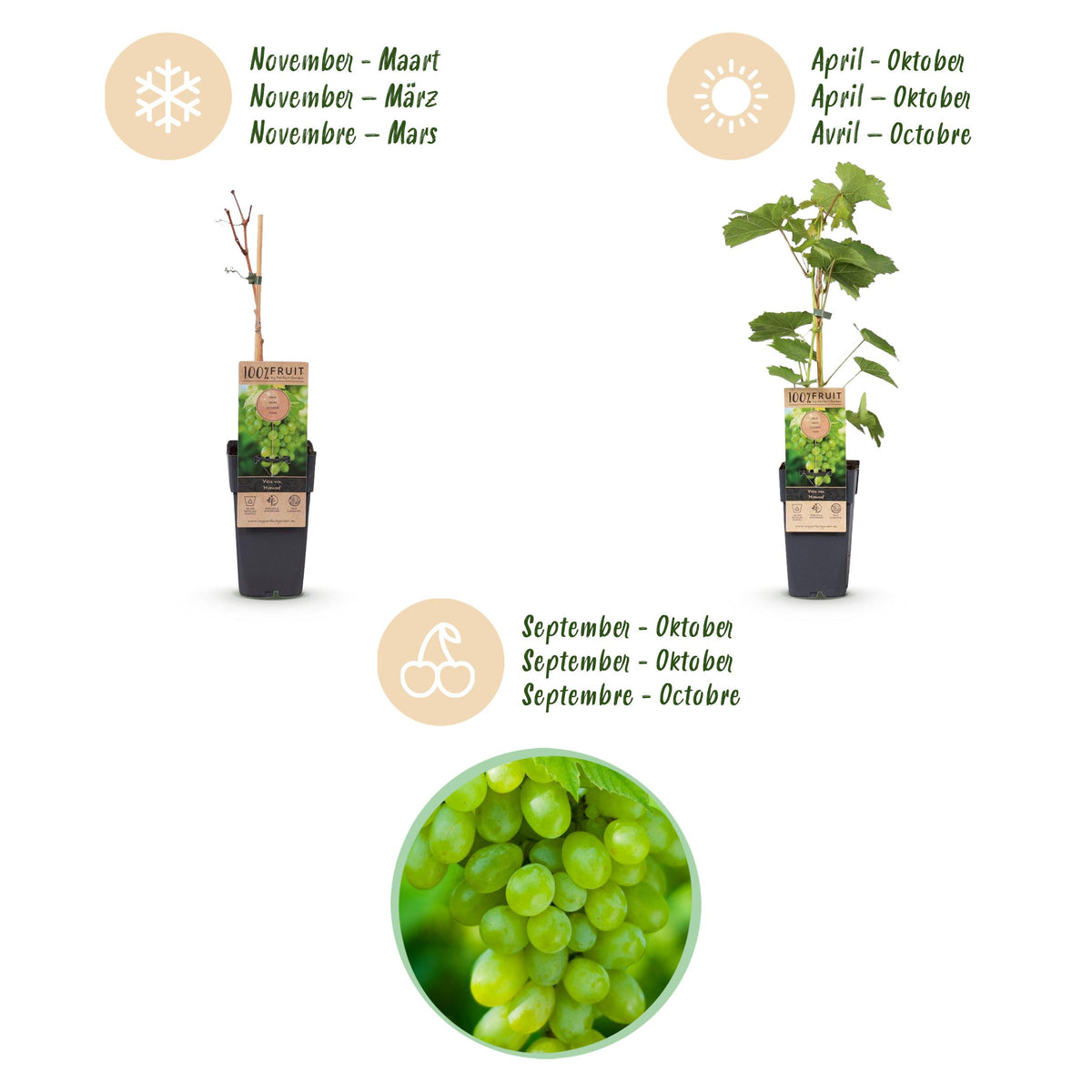 Fruitplant – Vitis vinifera Himrod – Druivenplant – Pitarm – Witte Druif – 2 Planten – Pot 15cm – Hoogte 50cm