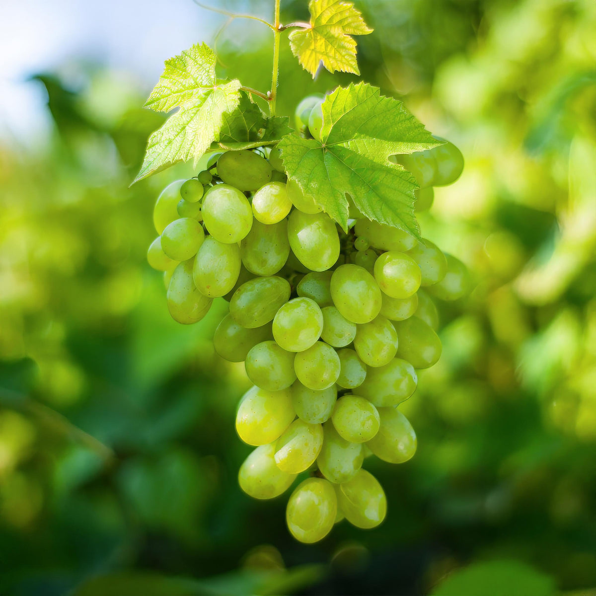 Fruitplant – Vitis vinifera Himrod – Druivenplant – Pitarm – Witte Druif – 2 Planten – Pot 15cm – Hoogte 50cm