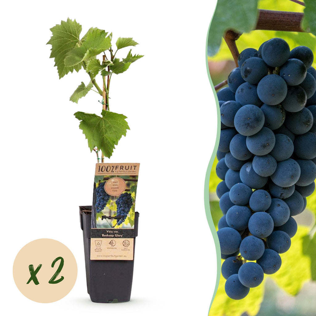 Fruitplant – Vitis vinifera Boskoop Glory – Druivenplant – Winterhard – Blauwe Druif – 2 Planten – Pot 15cm – Hoogte 50cm