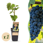 Fruitplant – Vitis vinifera Boskoop Glory – Druivenplant – Winterhard – Blauwe Druif – 2 Planten – Pot 15cm – Hoogte 50cm