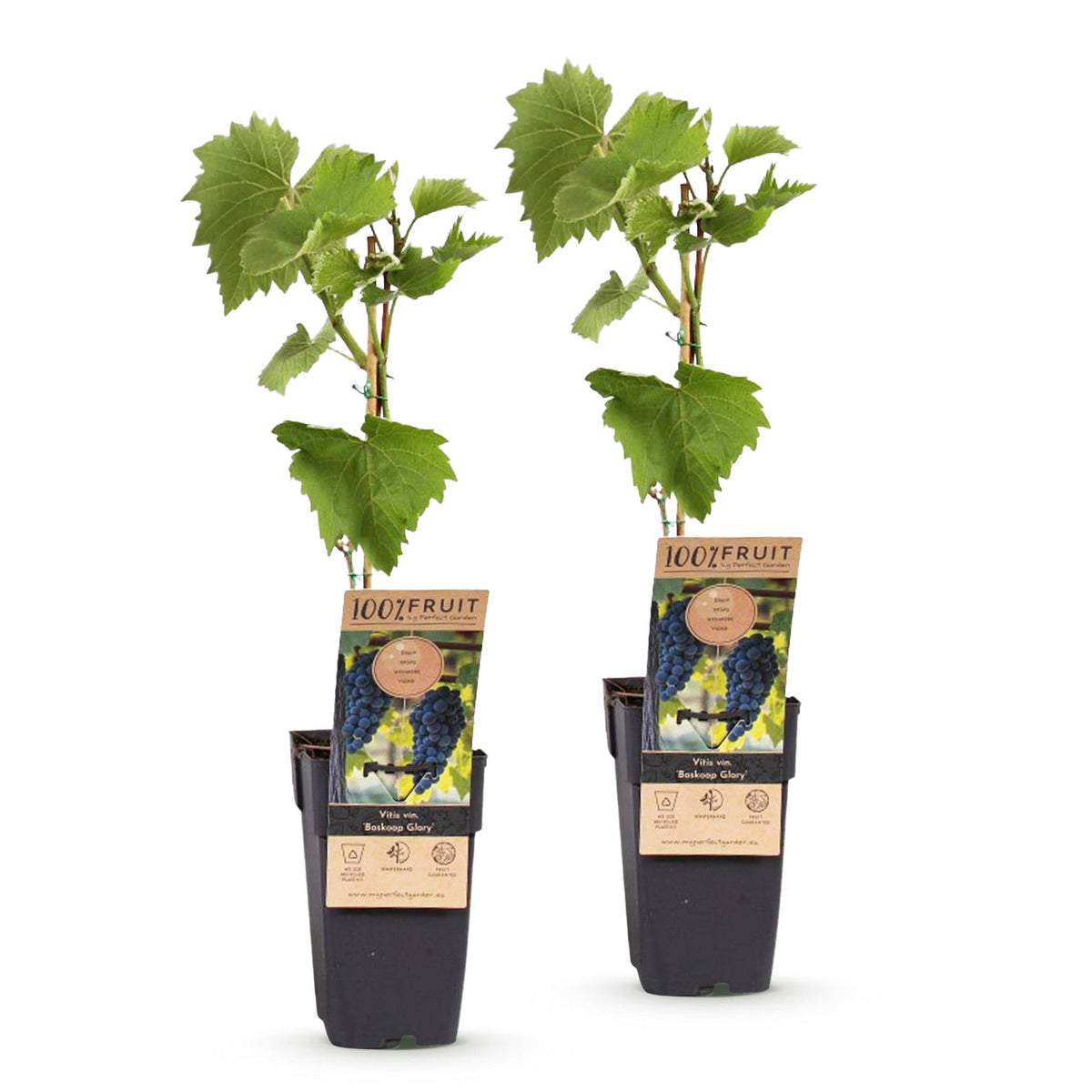 Fruitplant – Vitis vinifera Boskoop Glory – Druivenplant – Winterhard – Blauwe Druif – 2 Planten – Pot 15cm – Hoogte 50cm