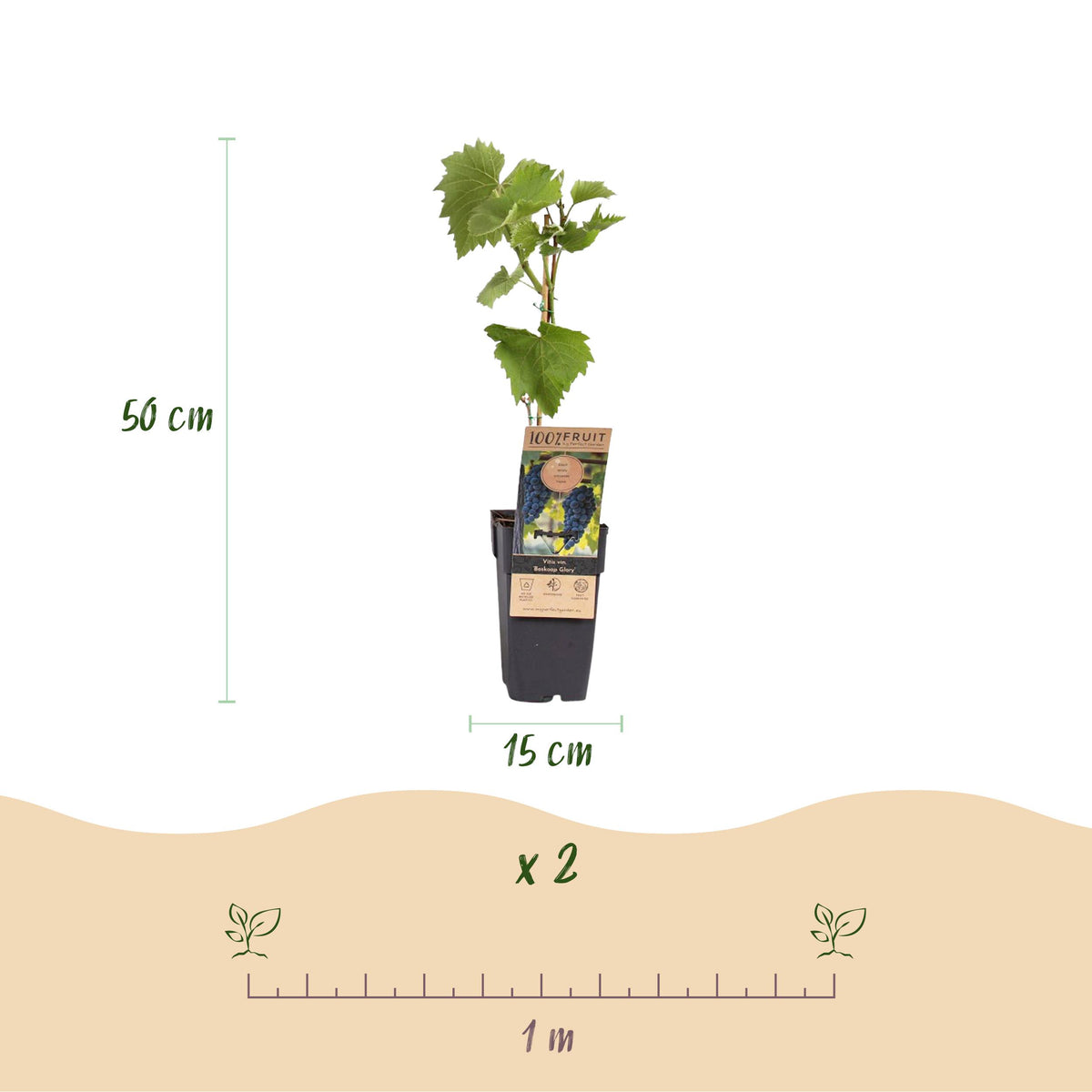 Fruitplant – Vitis vinifera Boskoop Glory – Druivenplant – Winterhard – Blauwe Druif – 2 Planten – Pot 15cm – Hoogte 50cm