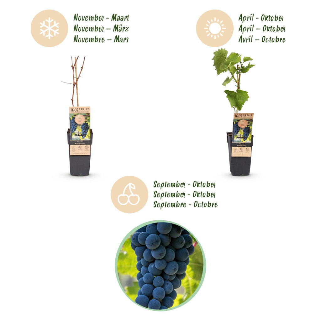 Fruitplant – Vitis vinifera Boskoop Glory – Druivenplant – Winterhard – Blauwe Druif – 2 Planten – Pot 15cm – Hoogte 50cm