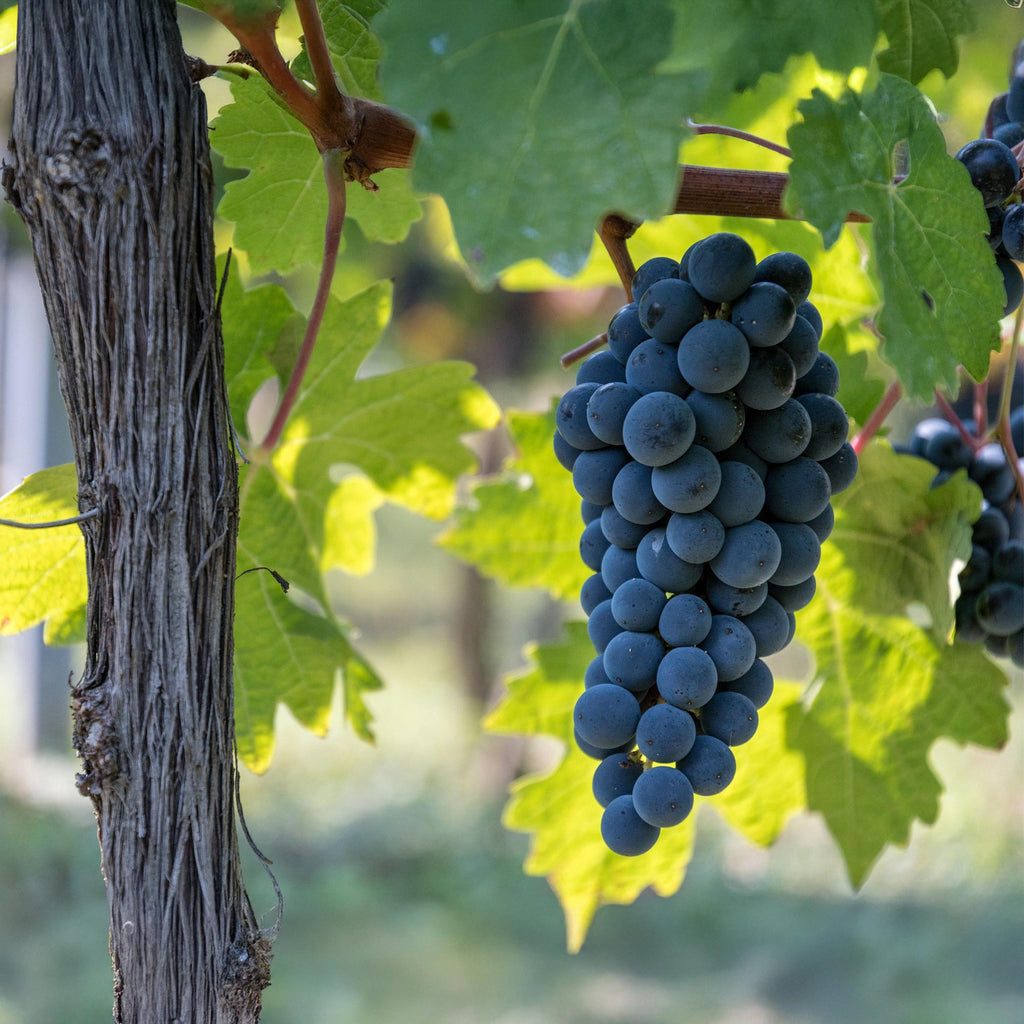 Fruitplant – Vitis vinifera Boskoop Glory – Druivenplant – Winterhard – Blauwe Druif – 2 Planten – Pot 15cm – Hoogte 50cm