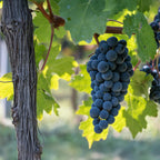 Fruitplant – Vitis vinifera Boskoop Glory – Druivenplant – Winterhard – Blauwe Druif – 2 Planten – Pot 15cm – Hoogte 50cm