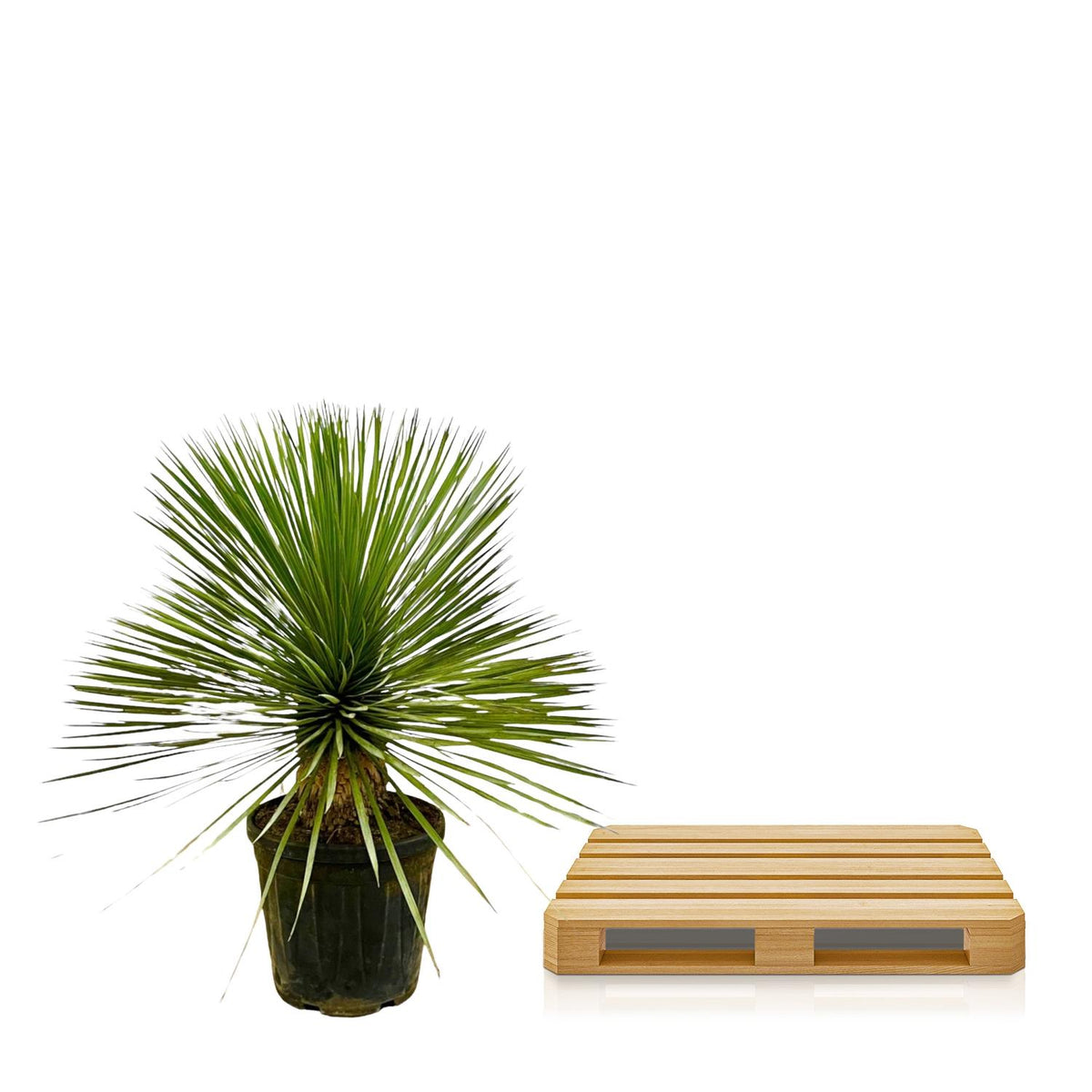 Yucca Rostrata op stam – 70 cm – Ø27