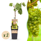 Fruitplant – Vitis vinifera Vroege van der Laan – Druivenplant – Winterhard – Witte Druif – 2 Planten – Pot 15cm – Hoogte 50cm
