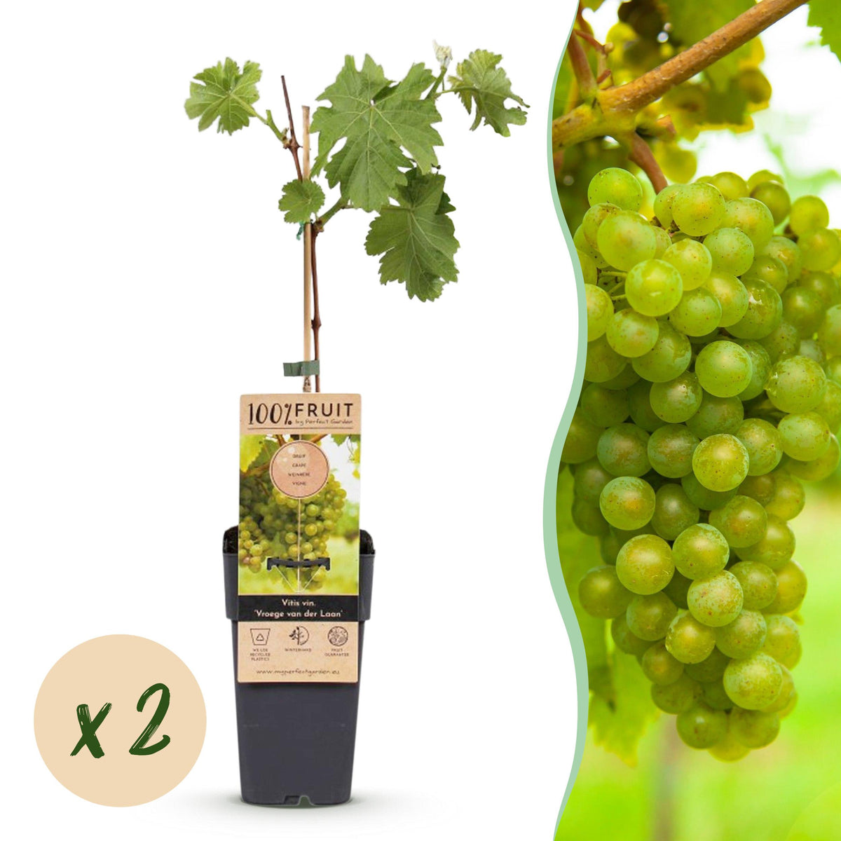 Fruitplant – Vitis vinifera Vroege van der Laan – Druivenplant – Winterhard – Witte Druif – 2 Planten – Pot 15cm – Hoogte 50cm