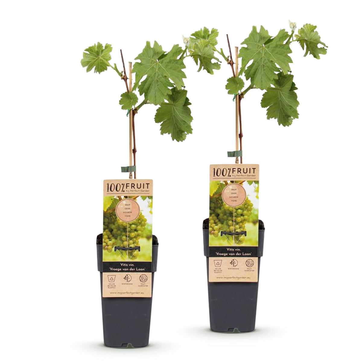 Fruitplant – Vitis vinifera Vroege van der Laan – Druivenplant – Winterhard – Witte Druif – 2 Planten – Pot 15cm – Hoogte 50cm