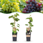 Fruitplant – Vitis vinifera Himrod – Vanessa – Druivenplant – Pitarm – Blauw & Witte Druif – 2 Planten – Pot 15cm – Hoogte 50cm
