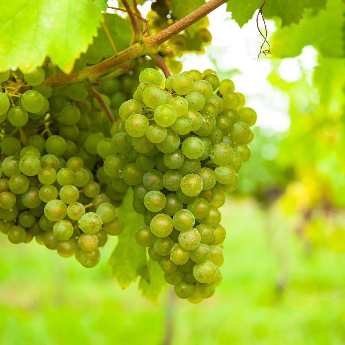 Fruitplant – Vitis vinifera Vroege van der Laan – Druivenplant – Winterhard – Witte Druif – 2 Planten – Pot 15cm – Hoogte 50cm
