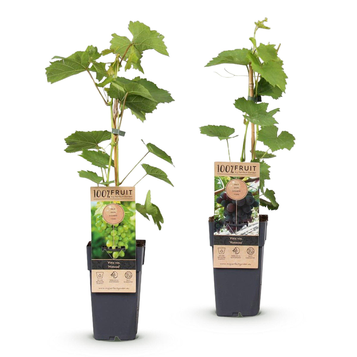Fruitplant – Vitis vinifera Himrod – Vanessa – Druivenplant – Pitarm – Blauw & Witte Druif – 2 Planten – Pot 15cm – Hoogte 50cm