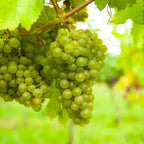 Fruitplant – Vitis vinifera Vroege van der Laan – Druivenplant – Winterhard – Witte Druif – 2 Planten – Pot 15cm – Hoogte 50cm