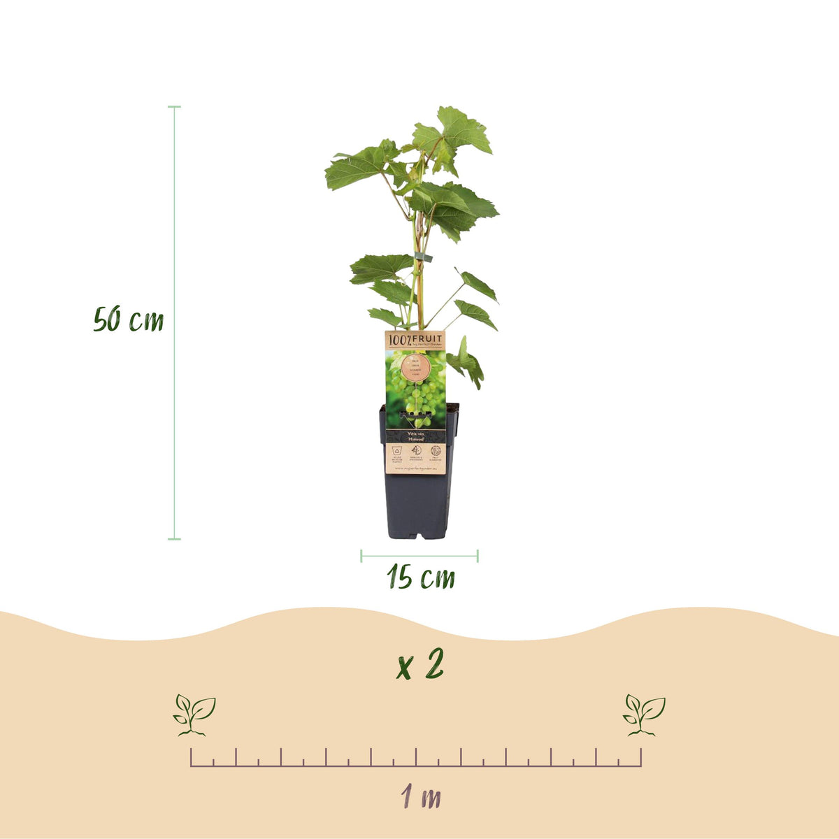 Fruitplant – Vitis vinifera Himrod – Vanessa – Druivenplant – Pitarm – Blauw & Witte Druif – 2 Planten – Pot 15cm – Hoogte 50cm