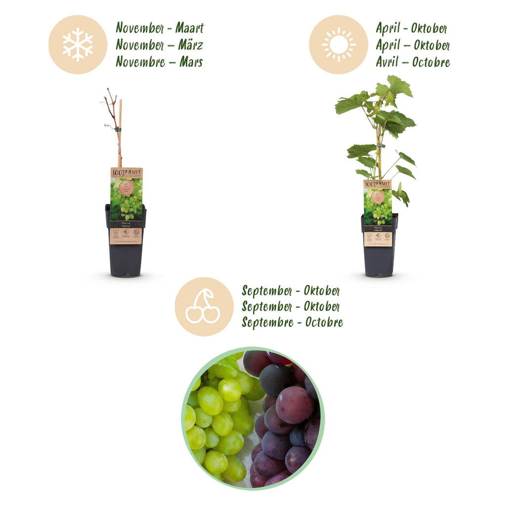 Fruitplant – Vitis vinifera Himrod – Vanessa – Druivenplant – Pitarm – Blauw & Witte Druif – 2 Planten – Pot 15cm – Hoogte 50cm