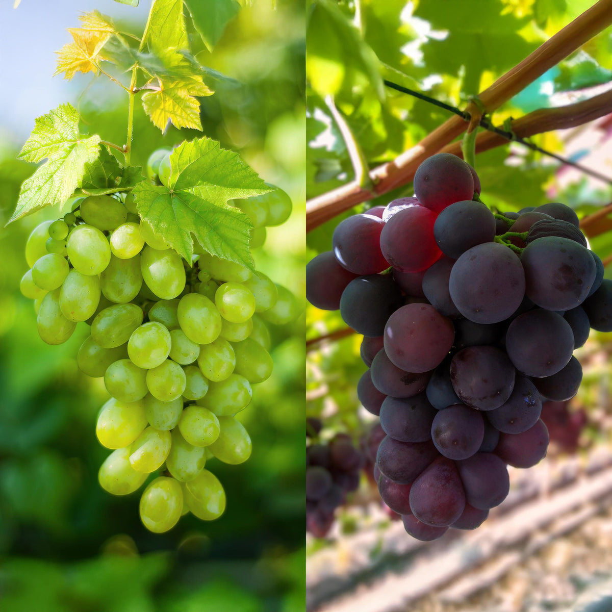 Fruitplant – Vitis vinifera Himrod – Vanessa – Druivenplant – Pitarm – Blauw & Witte Druif – 2 Planten – Pot 15cm – Hoogte 50cm