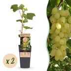 Fruitplant – Vitis vinifera Lakemont – Druivenplant – Winterhard – Goudgele Druif – 2 Planten – Pot 15cm – Hoogte 50cm