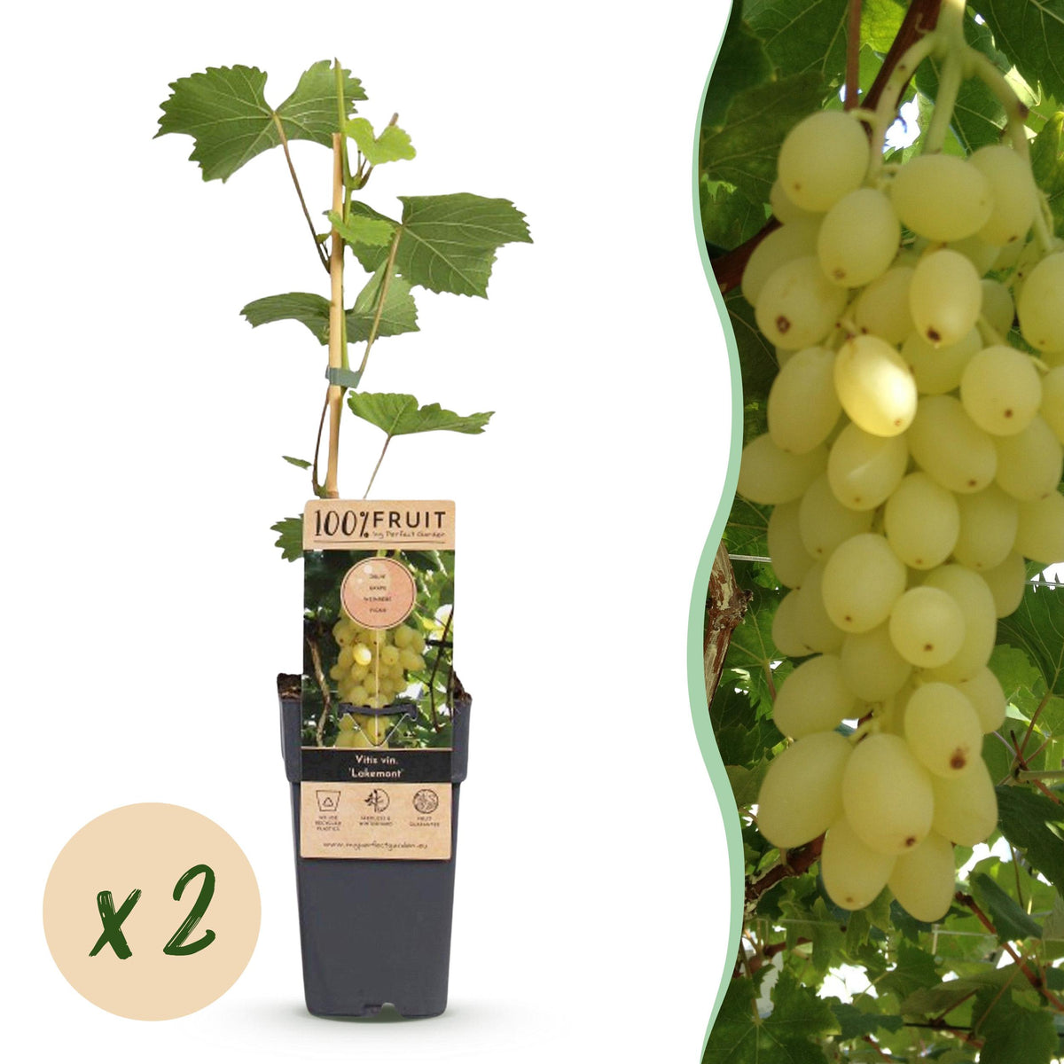 Fruitplant – Vitis vinifera Lakemont – Druivenplant – Winterhard – Goudgele Druif – 2 Planten – Pot 15cm – Hoogte 50cm