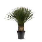 Yucca Rostrata – 80 – 100cm- Ø38