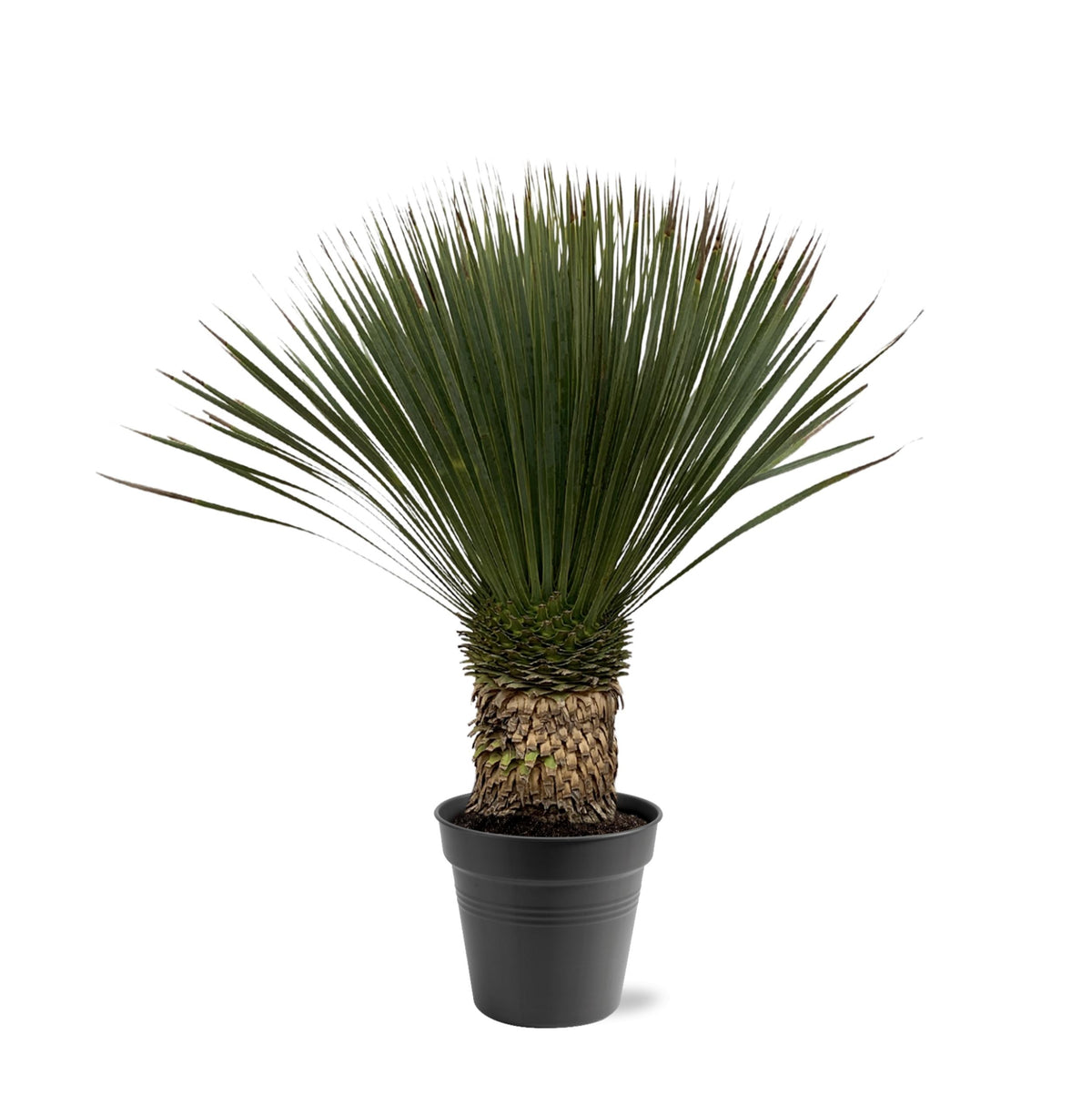 Yucca Rostrata – 80 – 100cm- Ø38